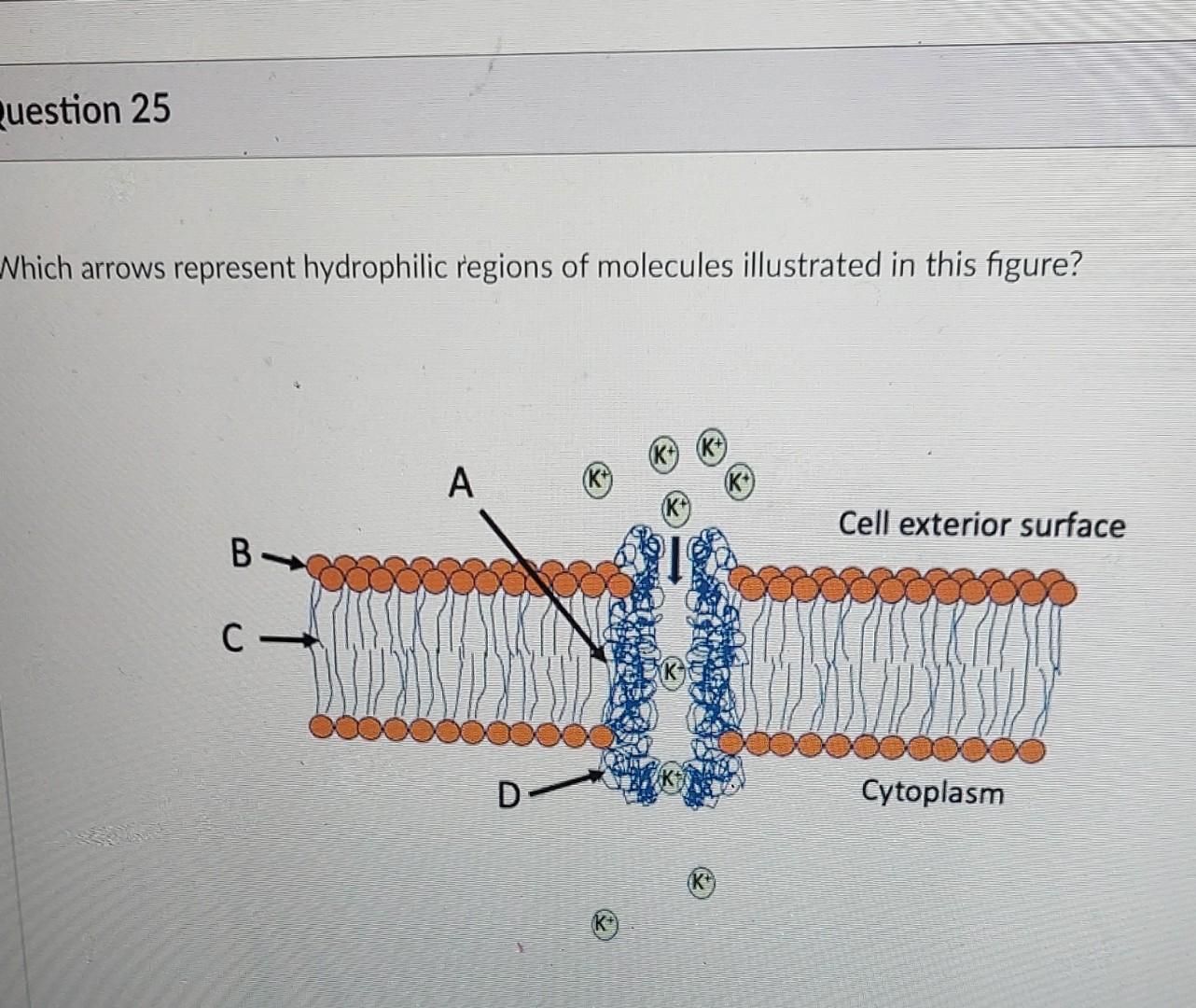 Solved The backbones of DNA double helix are parallel to | Chegg.com