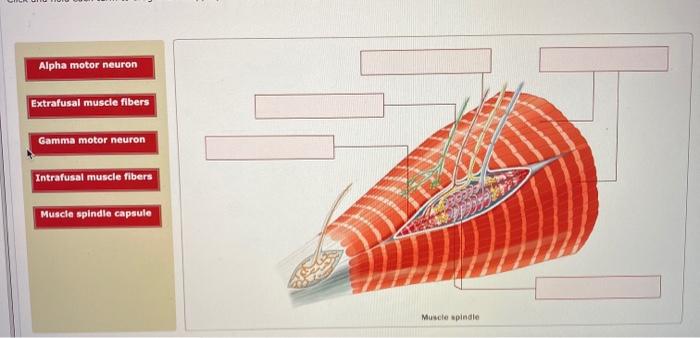 Alpha motor neuron Extrafusal muscle fibers Gamma | Chegg.com