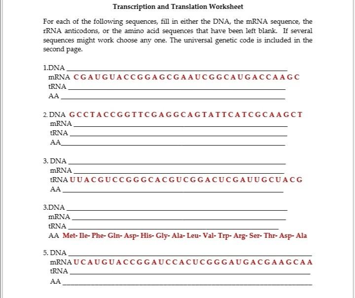 Transcription And Translation Worksheet For Each Of Chegg Com