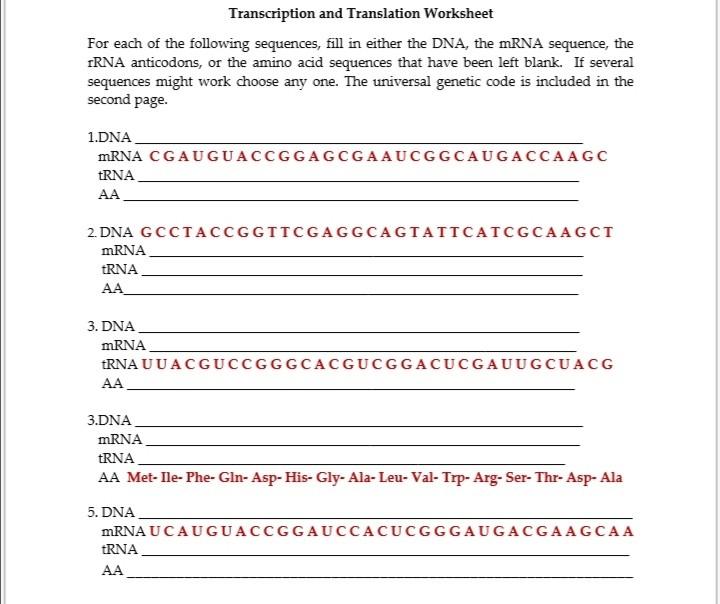 Solved Transcription and Translation Worksheet For each of | Chegg.com
