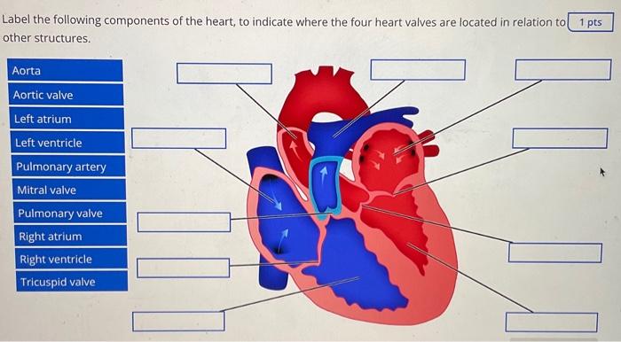 Solved Opening and closing of heart valves occurs as | Chegg.com