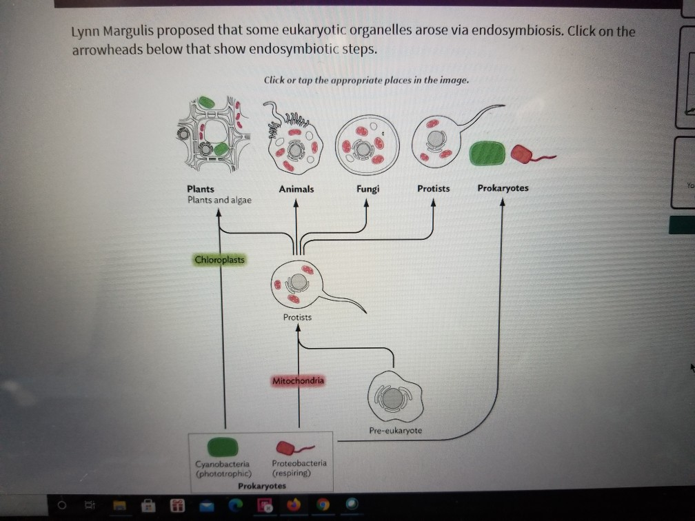 Solved Lynn Margulis proposed that some eukaryotic | Chegg.com
