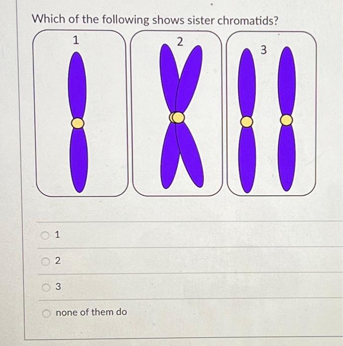 Solved Which of the following shows sister chromatids? 1 2 3