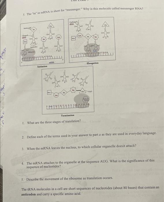 Solved 5. The min mRNA is short for 