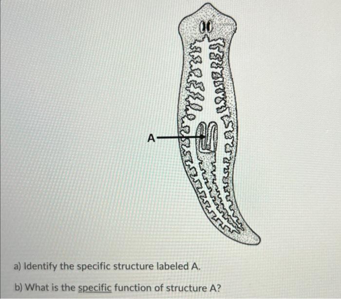 planaria diagram labeled