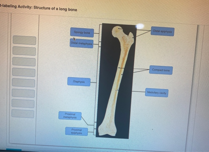 Solved 4-labeling Activity: Structure of a long bone Spongy | Chegg.com