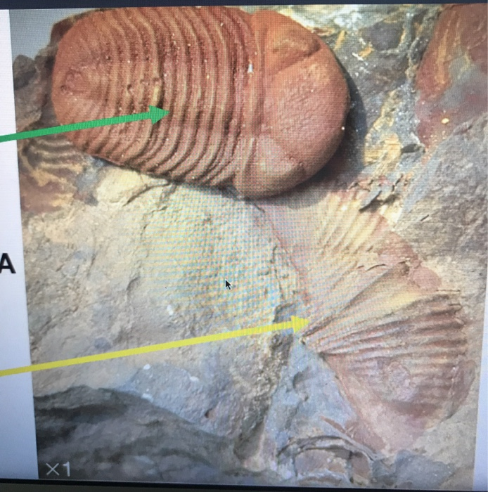 gen 2 fossils