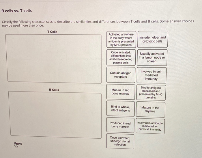 Solved B Cells Vs T Cells Classify The Following Charact