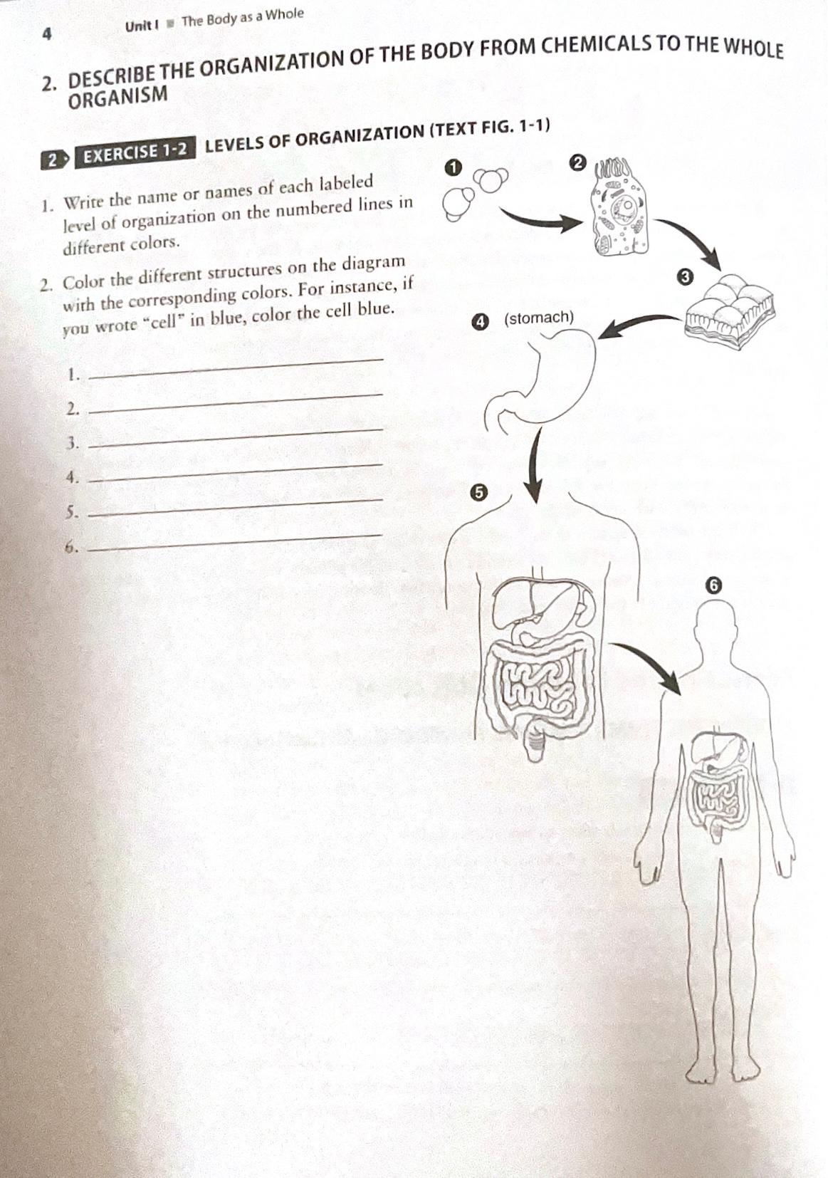 Solved 4Unit I -= ﻿The Body as a Whole2. ﻿DESCRIBE THE | Chegg.com