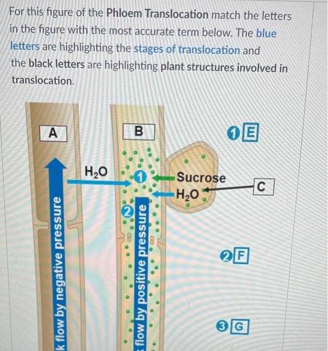 phloem translocation experiments answers