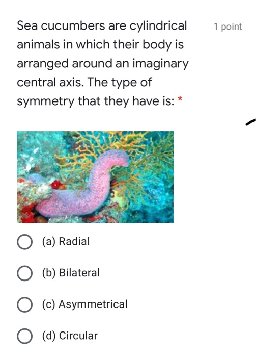 Solved 1 point Sea cucumbers are cylindrical animals in