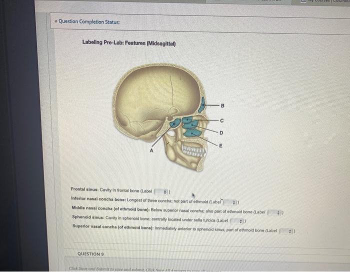 Solved QUESTION 7 Labeling Pre-Lab: Features of Cranial | Chegg.com