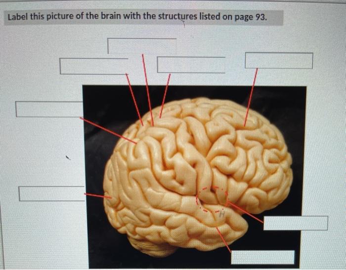Solved Label this picture of the brain with the structures | Chegg.com