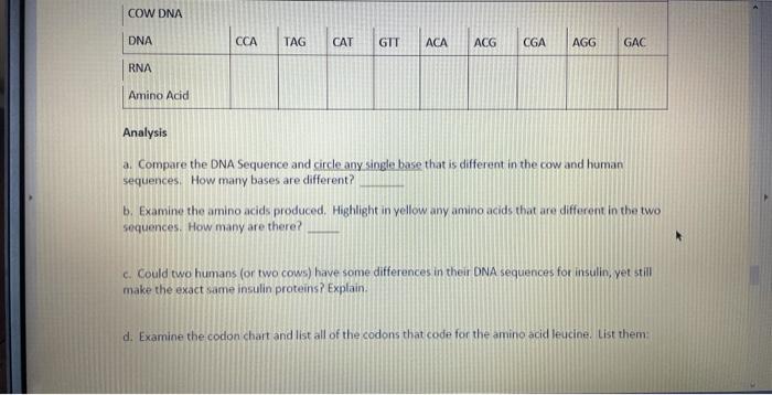 Solved COW DNA DNA CCA TAG CAT GIT ACA ACG CGA AGG GAC RNA | Chegg.com