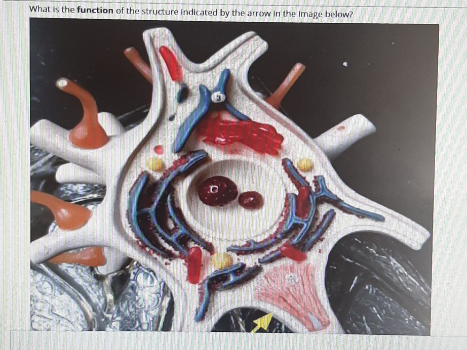 Solved What is the function of the structure indicated by | Chegg.com