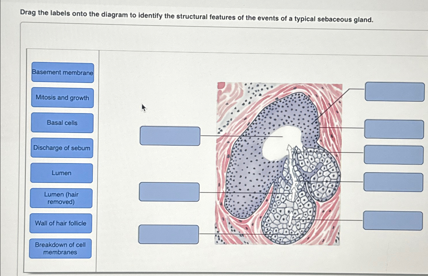 Solved Drag the labels onto the diagram to identify the | Chegg.com