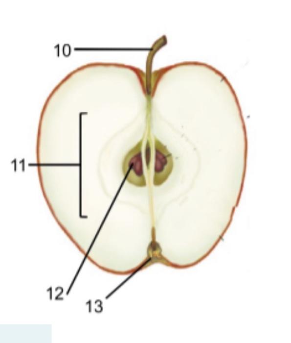 Solved name the parts of blossomfrom which blossom parts are | Chegg.com