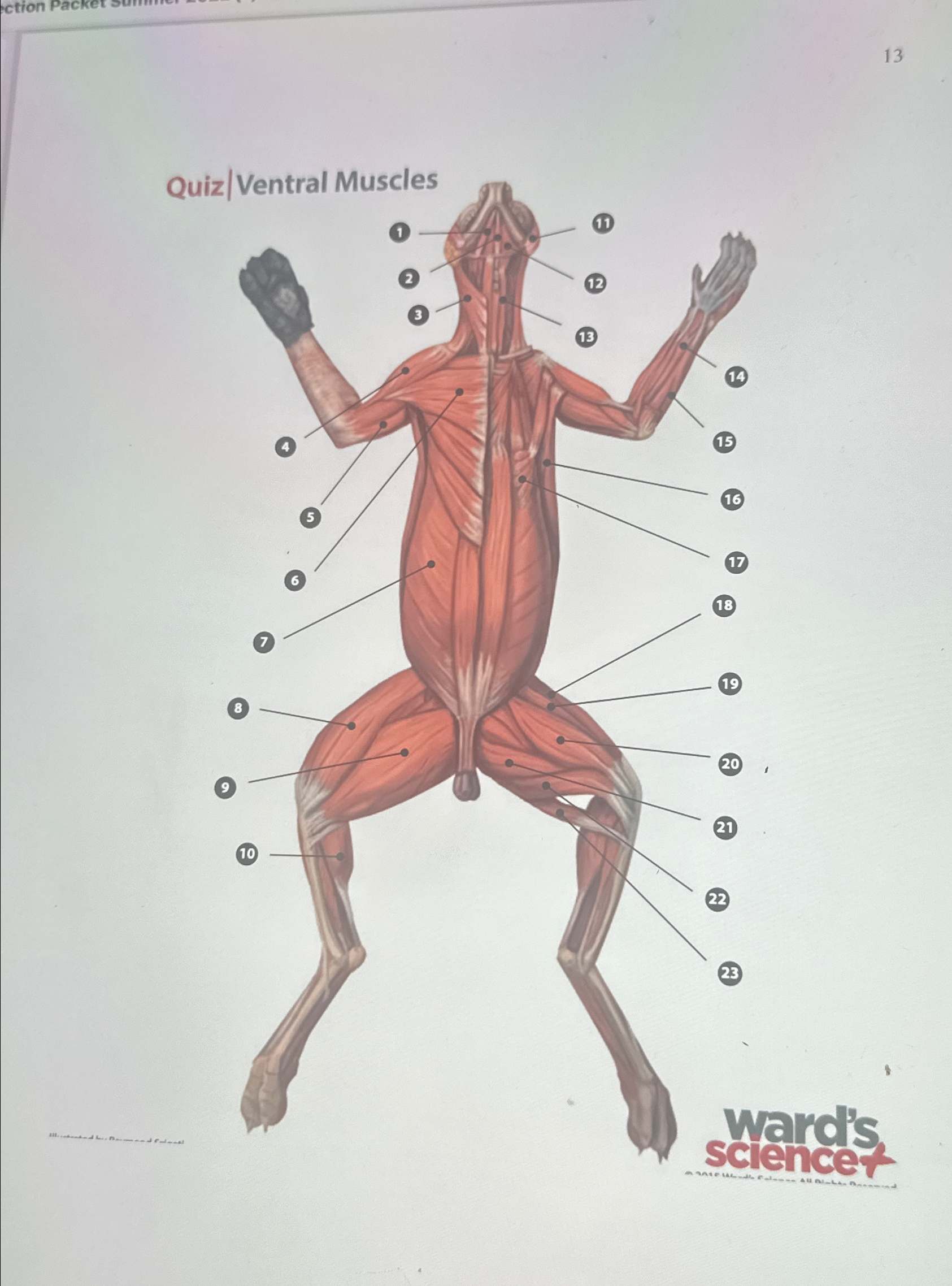 Solved Write a cat dissection | Chegg.com
