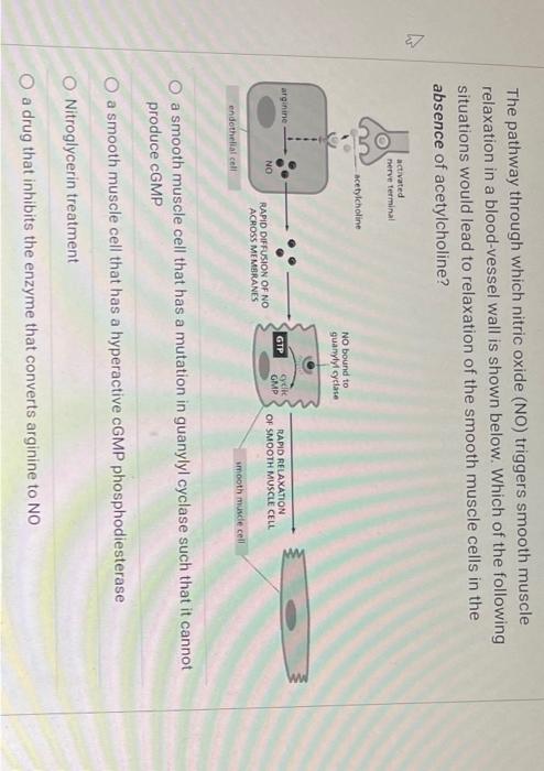 Solved The pathway through which nitric oxide (NO) triggers | Chegg.com