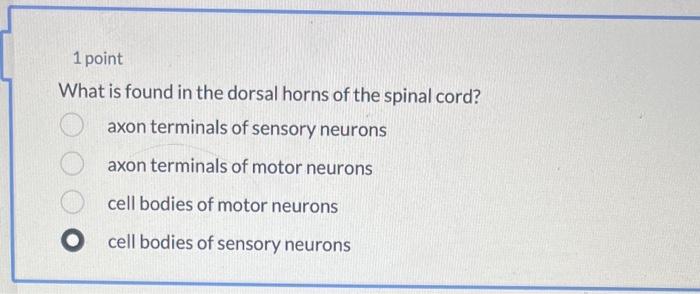 Solved 1 point What is found in the dorsal horns of the | Chegg.com