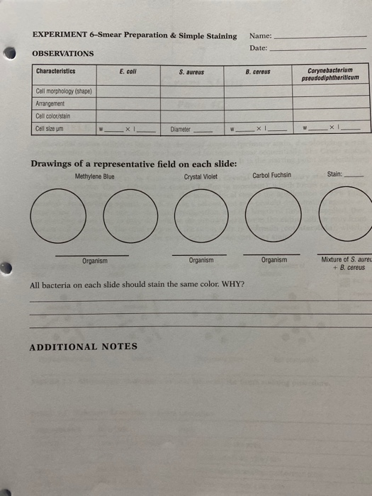 Solved Experiment 6 Smear Preparation Simple Staining N Chegg Com