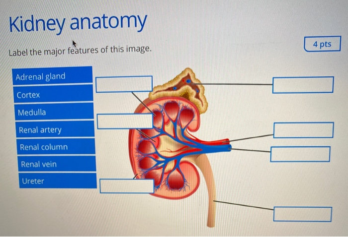 kidney with adrenal gland labeled