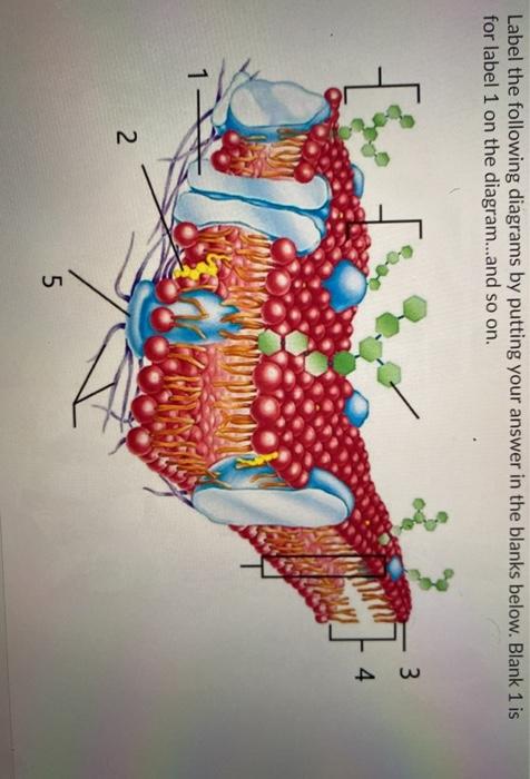 Solved Label the following diagrams by putting your answer | Chegg.com