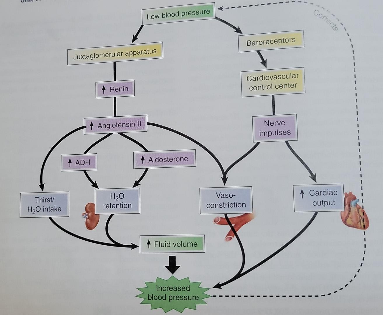 HOW DOES THE URINARY SYSTEM REGULATE BLOOD PRESSURE visual data 4