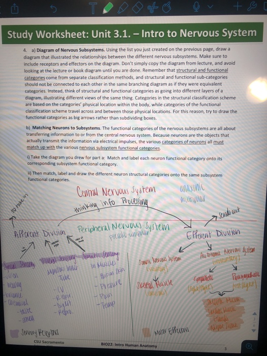 Solved Study Worksheet: Unit 3.1. - Intro to Nervous System | Chegg.com