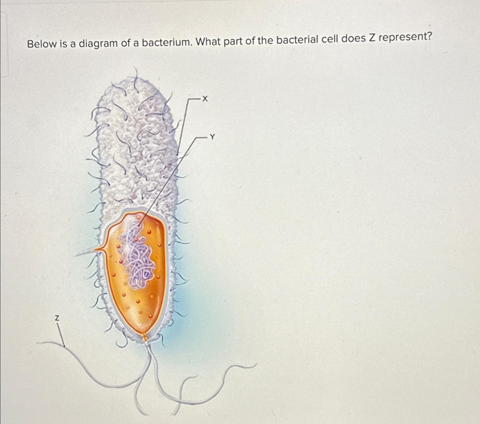 Solved Below is a diagram of a bacterium. What part of the