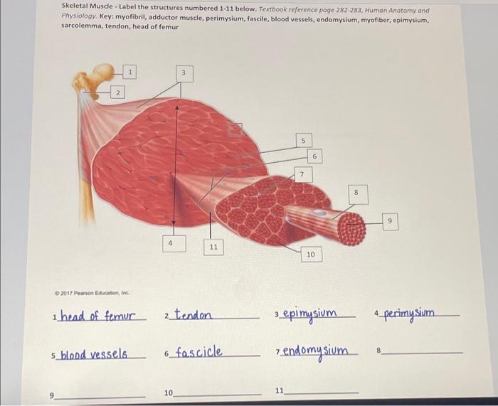 Solved Skeletal Muscle - Label the structures numbered 1-11 | Chegg.com