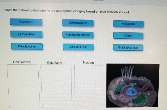 Solved Place the following structures in the appropriate | Chegg.com