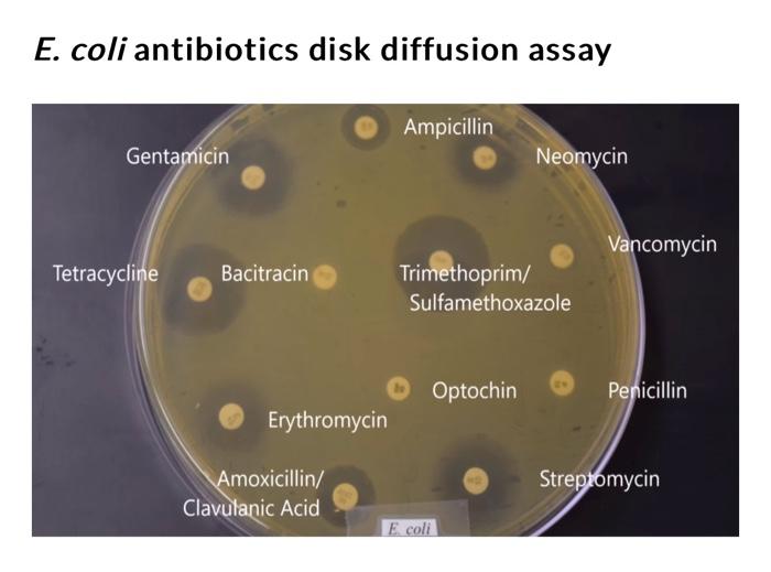 Solved In this lab activity you will observe, record and | Chegg.com