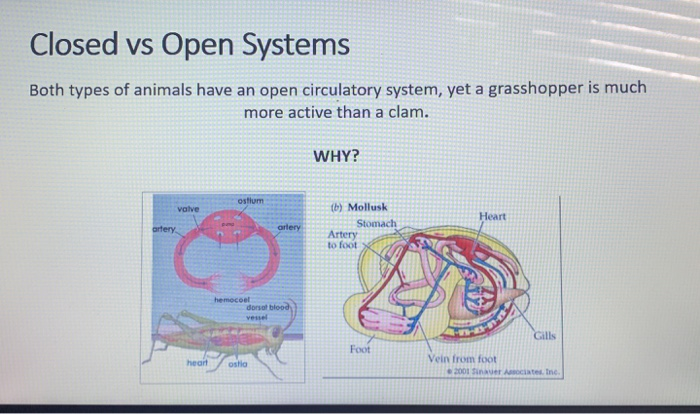 Solved Closed vs Open Systems Both types of animals have an 
