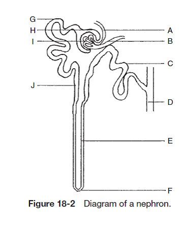 nephron identify parts matching letters solution descending limb