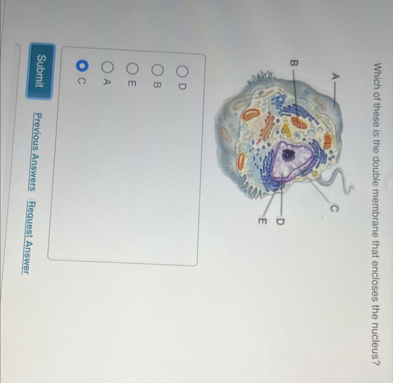 Solved Which of these is the double membrane that encloses | Chegg.com