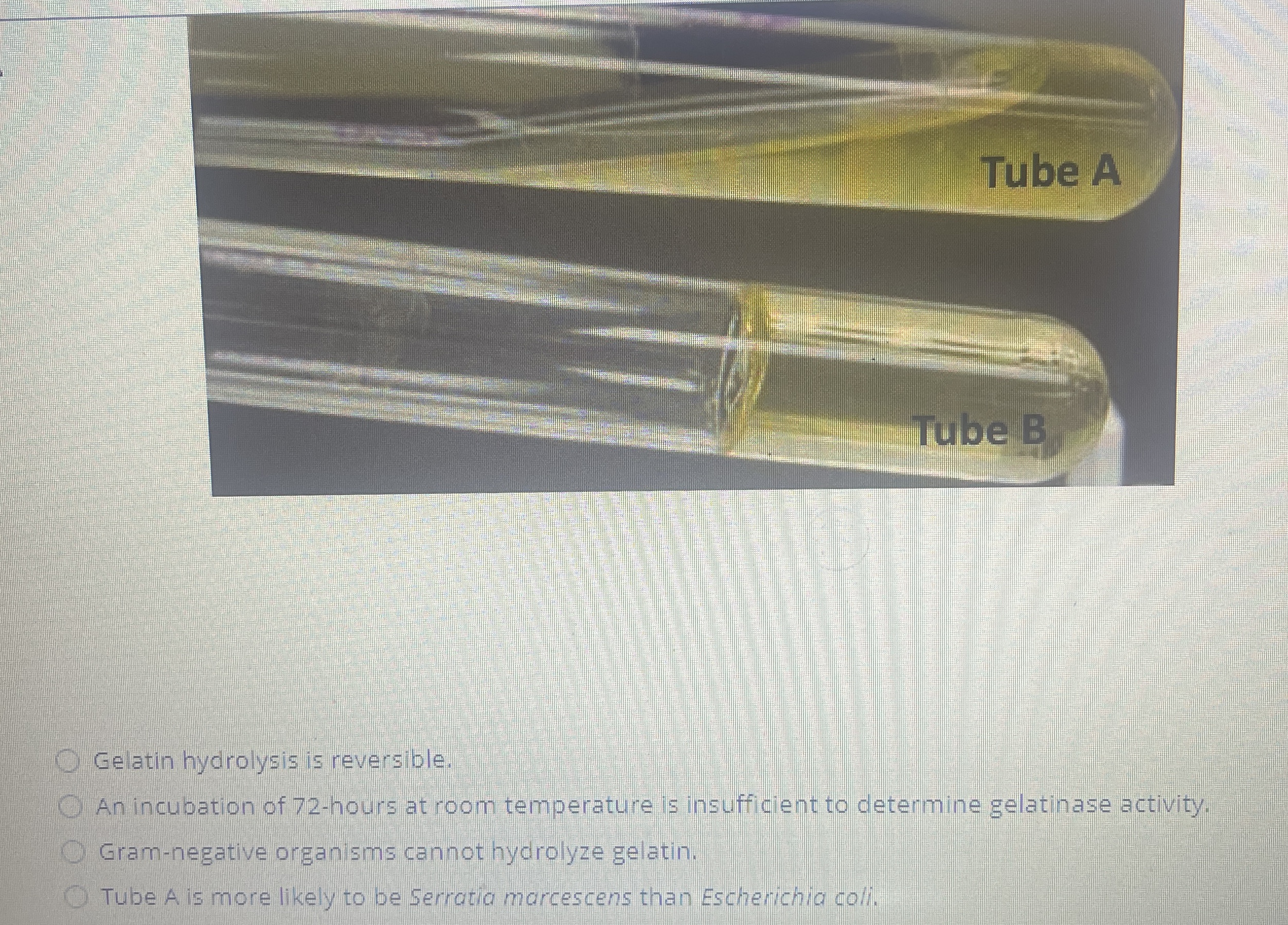 Solved Gelatin hydrolysis is reversible.An incubation of