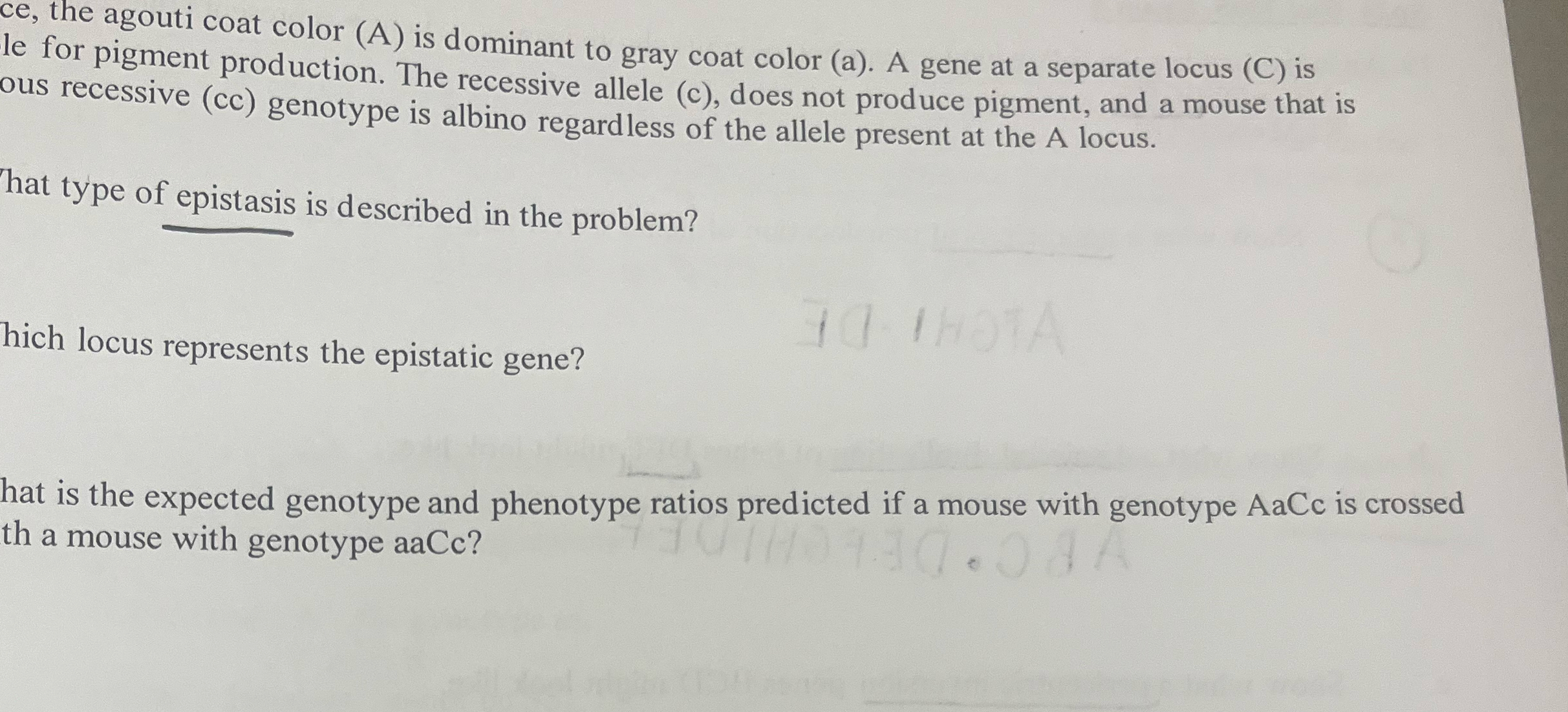 Solved ce, ﻿the agouti coat color (A) ﻿is dominant to gray | Chegg.com