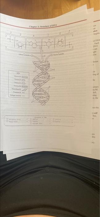 Chapter Sac DNA . YNGP DNA P lingal loos N t 1 he ਹੈ । y