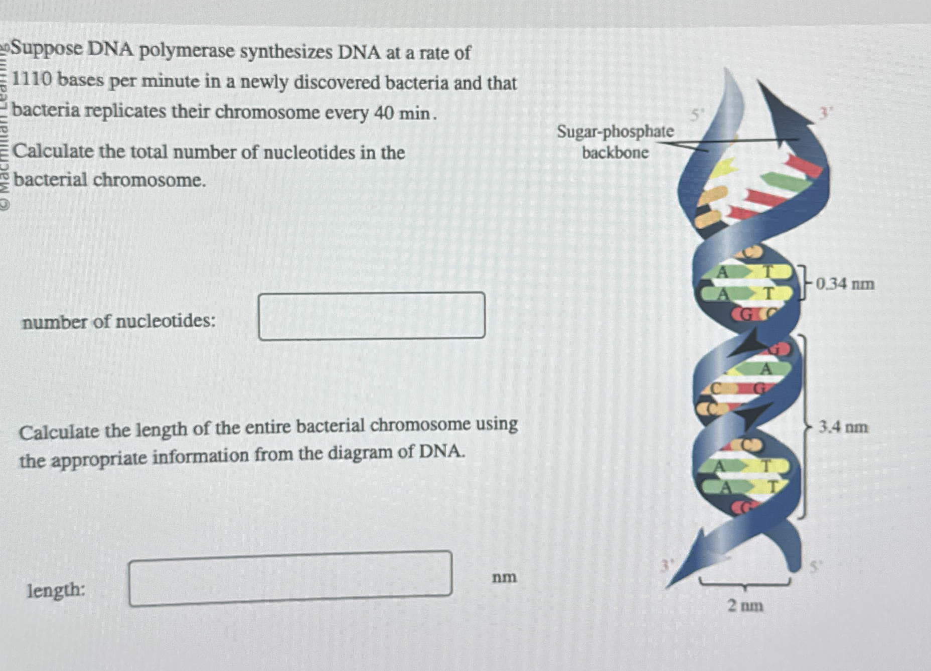 Solved Suppose DNA polymerase synthesizes DNA at a rate of | Chegg.com 