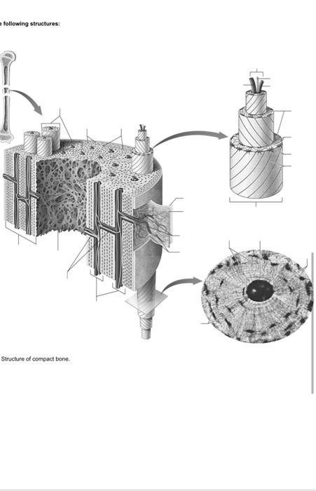 Solved following structures: Structure of compact bone. | Chegg.com