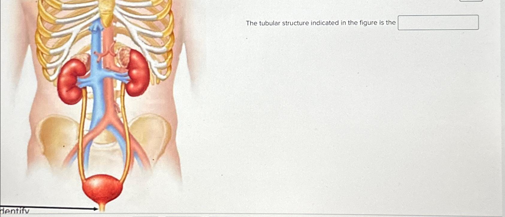 The tubular structure indicated in the figure is the | Chegg.com