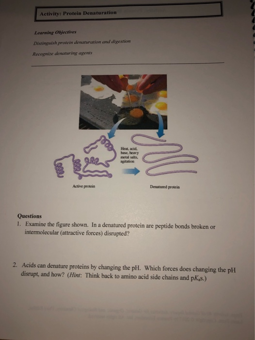 Solved Activity Protein Denaturation Learning Objectives