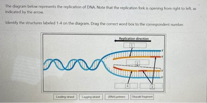 Solved The diagram below represents the replication of DNA. | Chegg.com