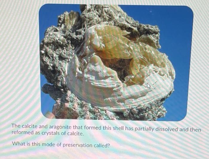 Solved The calcite and aragonite that formed this shell has | Chegg.com