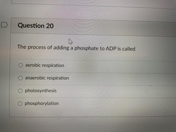 Question 20 The process of adding a phosphate to ADP is called aerobic respiration anaerobic respiration O photosynthesis O p