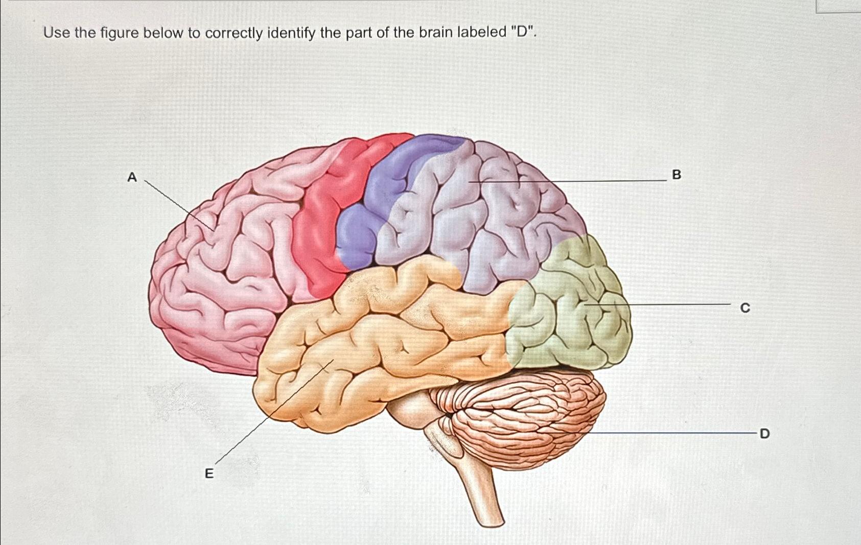 Solved Use the figure below to correctly identify the part | Chegg.com