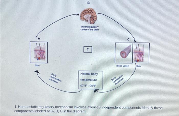 Solved B Thermoregulatory center of the brain ? Blood vessel | Chegg.com