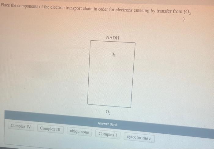 Solved Place the components of the electron transport chain | Chegg.com