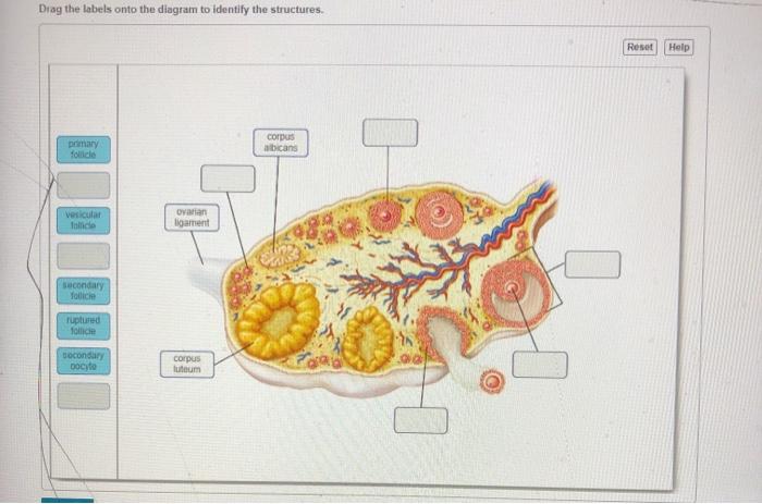 Drag The Labels Onto The Diagram To Identify The Structures